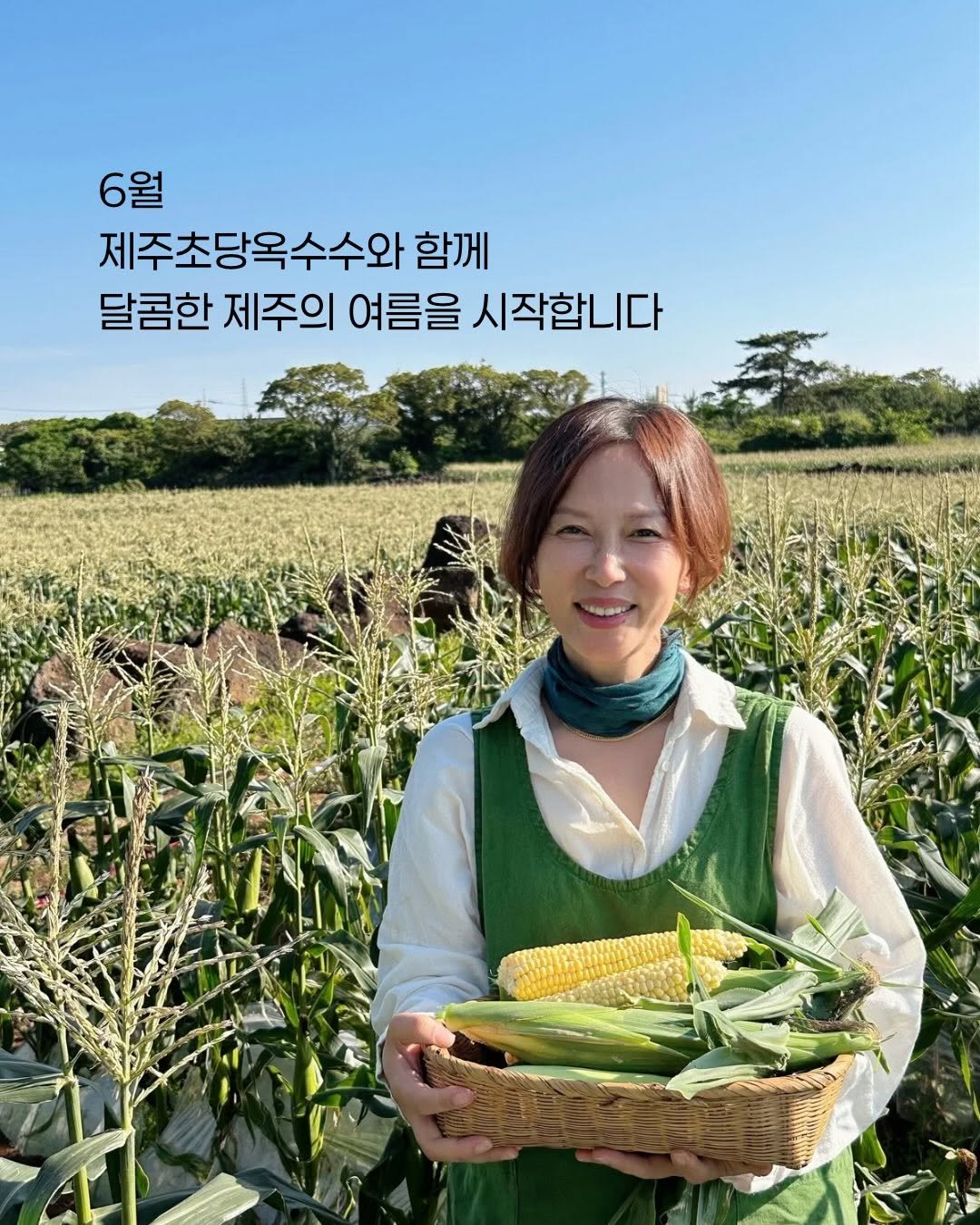 jeju_momsfarm 게시물 이미지: 제주맘스팜초당옥수수, 
올해도 문을 열었습니다.🌽

어느새 돌아서니 다시 일 년이...