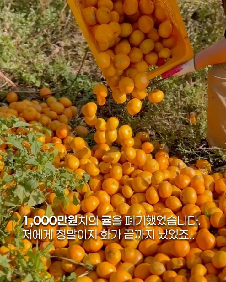 jeju_momsfarm 게시물 이미지: 작년엔 욕심이 조금 앞섰어요.
못난이귤을 기다려주시는 인친님들께
조금이라도 더 빨리...