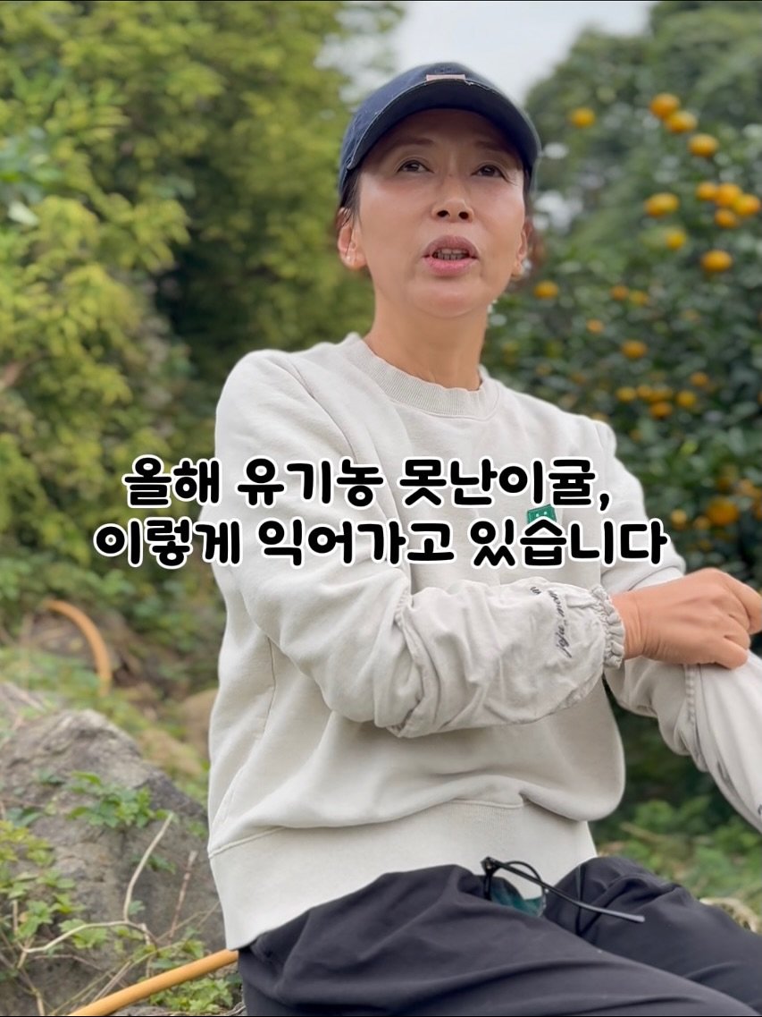 Photo by 제주맘스팜_이은미 on October 31, 2025. May be an image of outdoors and text that says '올해 해 유기농 못난이굴, 이렇게 익어가고 있습니다'.