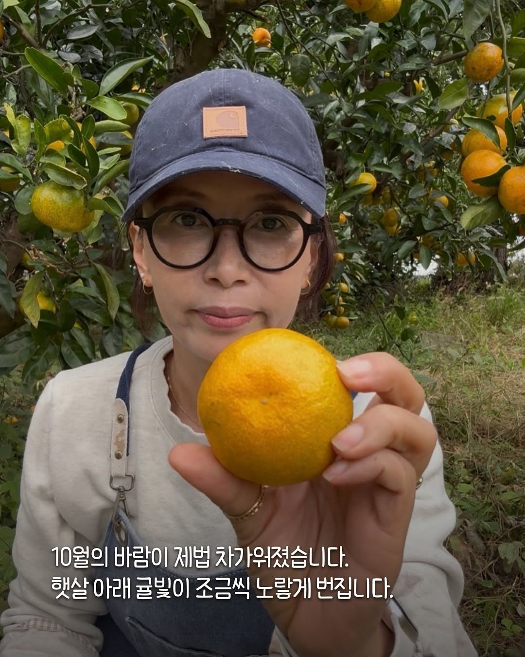 Photo by 제주맘스팜_이은미 on October 30, 2025. May be an image of mandarin, pomelo and text that says '10월의 바람이 제법 차가워졌습니다. 햇살 아래 굴빛이 조금씩 노랑게 번집니다.'.