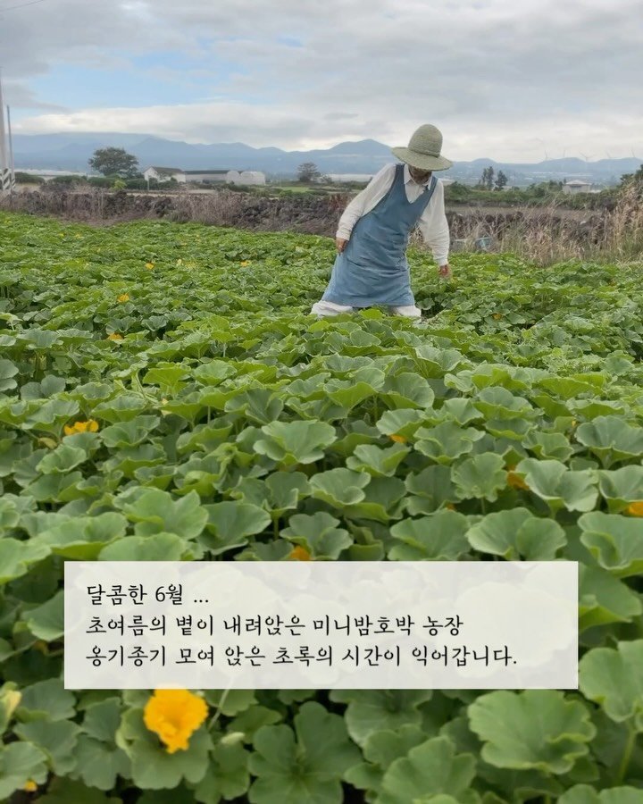 jeju_momsfarm 게시물 이미지: “올해 미니밤호박은 언제 나와요?”

여름의 문턱을 넘어서면, 
가장 먼저 도착하는...