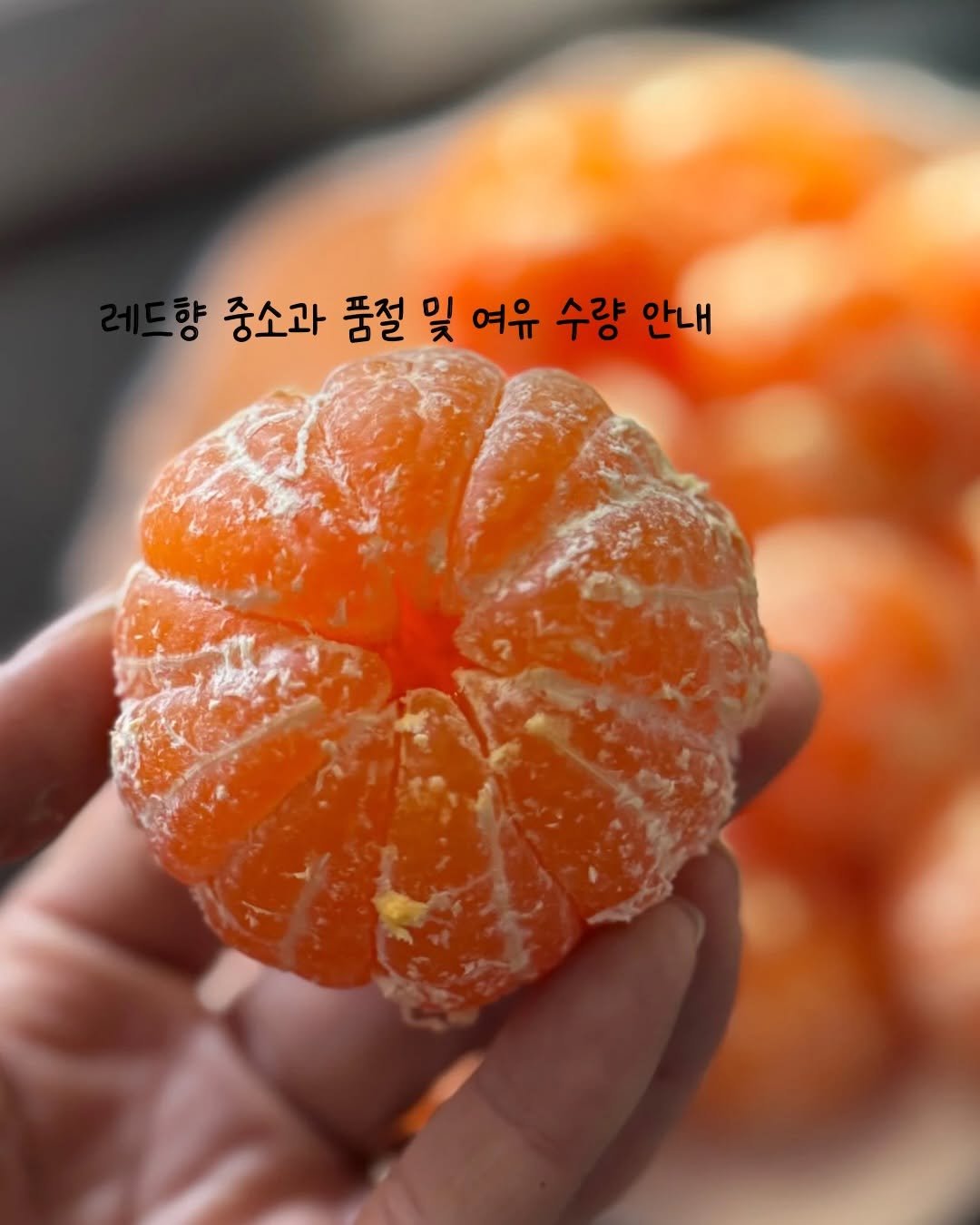 Photo by 제주맘스팜_이은미 on February 19, 2026. May be an image of mandarin, fruit cocktail and text that says '향 향 중소과 품절 및 여유 수량 안내'.