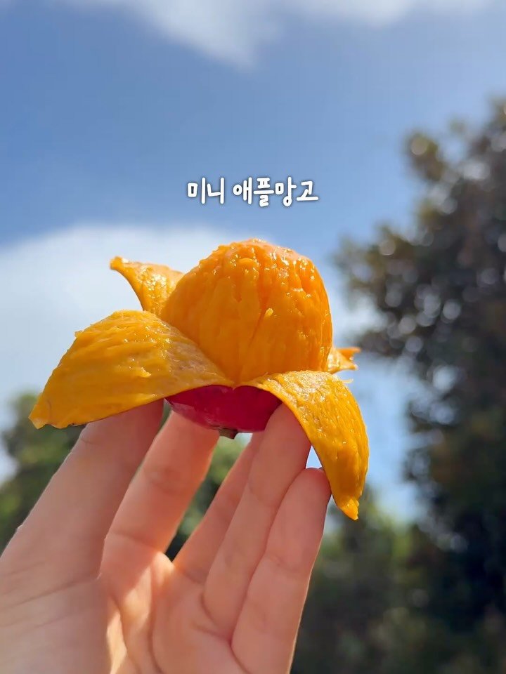 jeju_nonglog 게시물 이미지: 지금 아니면 못 먹는 미니 애플망고!

매년 없어서 못 구하는 시즌 한정 미니...