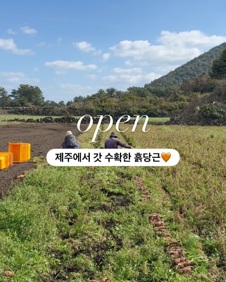 jeju_nonglog 게시물 이미지: 제주 구좌 흙당근, 본격 시즌 오픈❗️

안 먹어본 사람은 있어도
한 번만 먹은...
