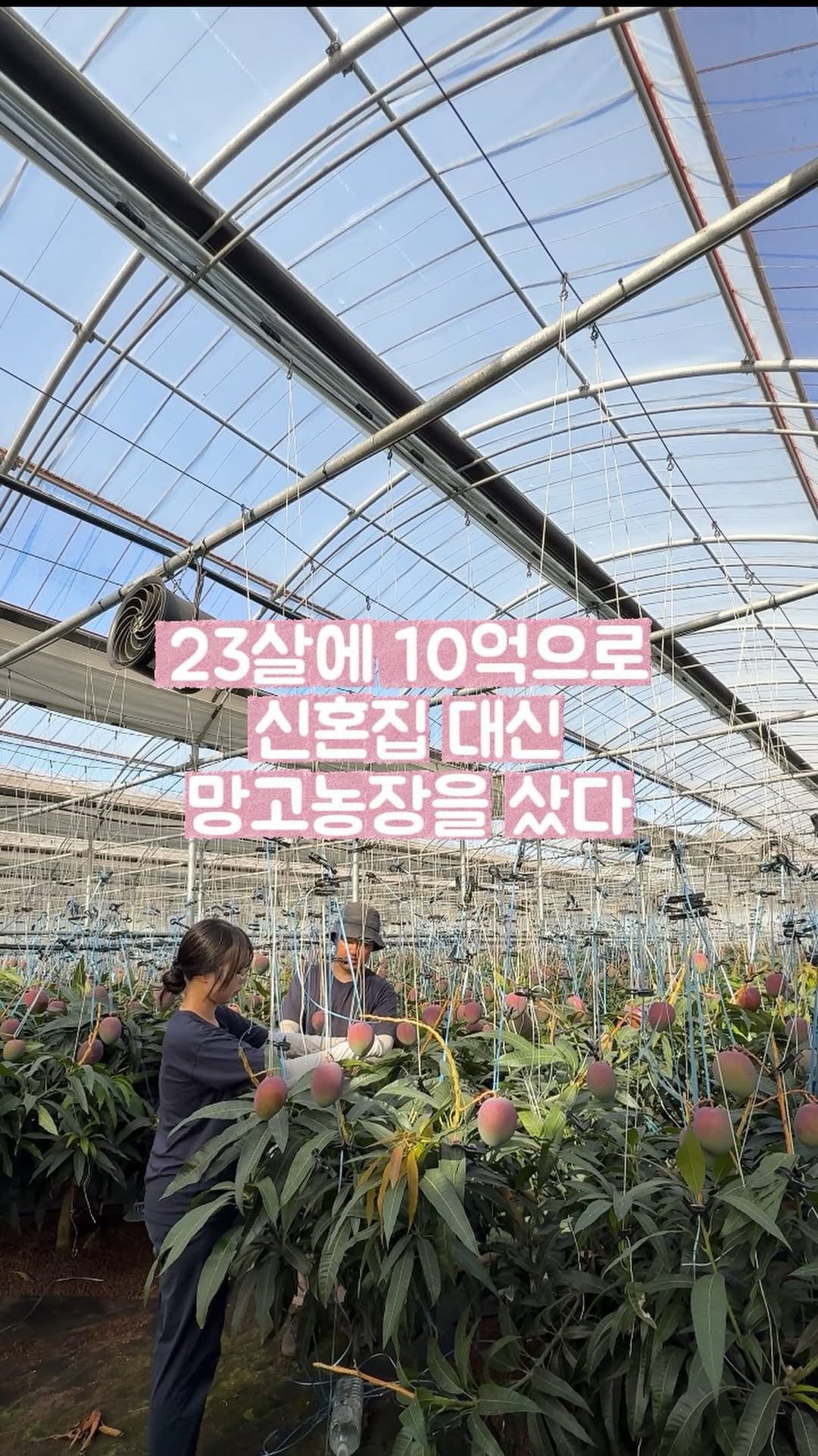 jeju_nonglog 게시물 이미지: 남친 따라 가족도, 친구도 없는 제주로 내려와
신혼집 대신 10억을 투자해 애플망고...
