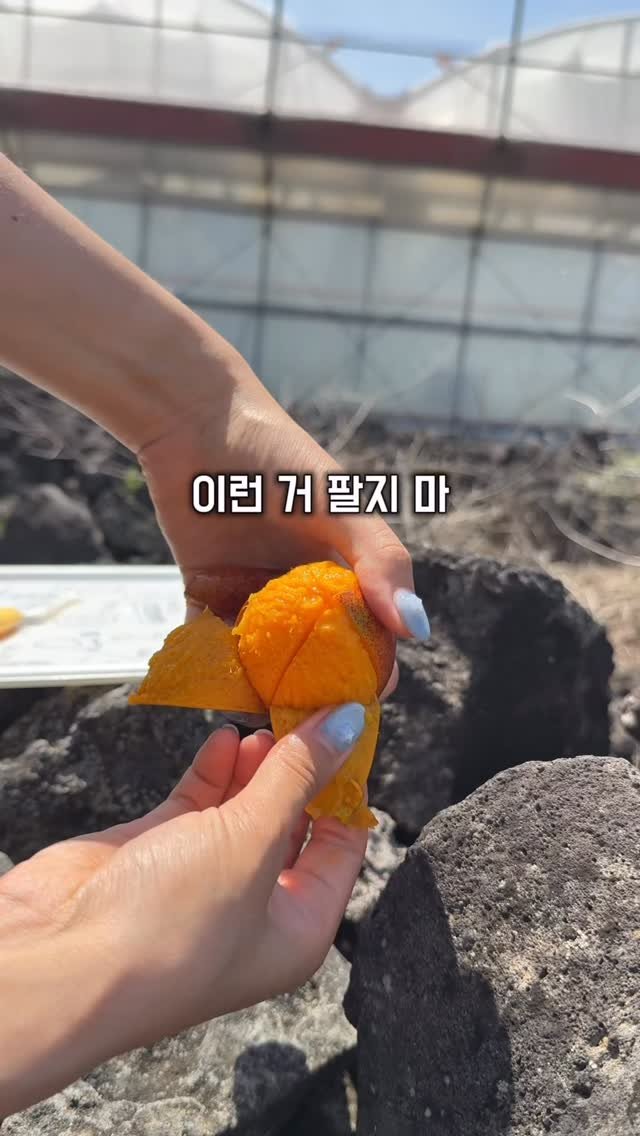 jeju_nonglog 게시물 이미지: 이런 망고 어떤가요..?!
댓글에 ‘망고’ 달아주시면 1만 원 할인쿠폰...