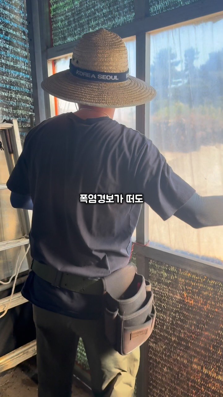 jeju_nonglog 게시물 이미지: “너무 잘 키워서 공판장 보내기 싫어.”
남편이 망고를 볼 때마다 자주 하는...