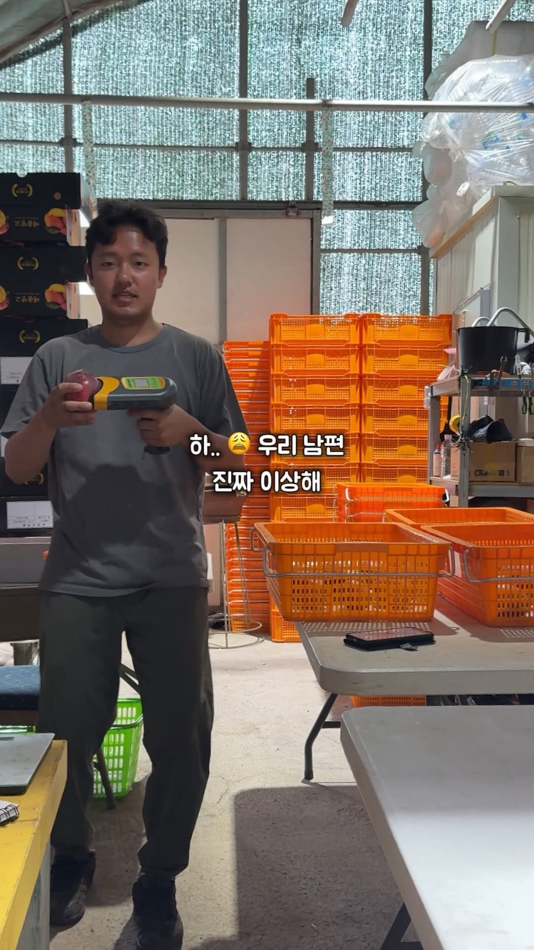 jeju_nonglog 게시물 이미지: 주변에서 많이 물어보세요😌

”그걸 언제 다 측정해?“
”그냥 보내도 모르지...
