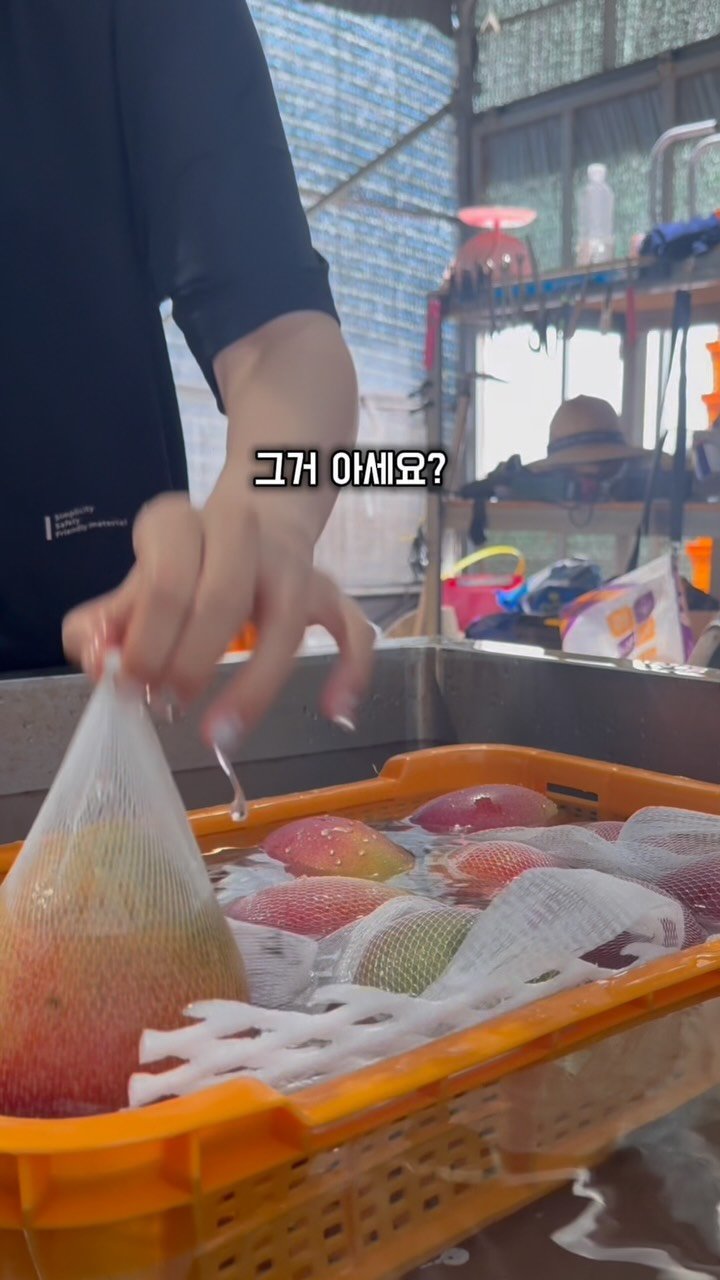jeju_nonglog 게시물 이미지: 마트에서 판매되는 애플망고는 유통을 위해 
덜 익은 상태에서 수확하는 경우가...