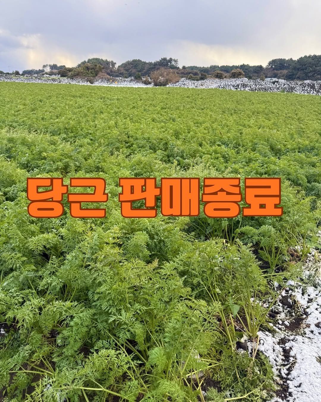 Photo by 농로그 | 제주 청년농부 in 종달리. May be an image of vegetable, baby's-breath, herb and text that says '당근 판매종료'.