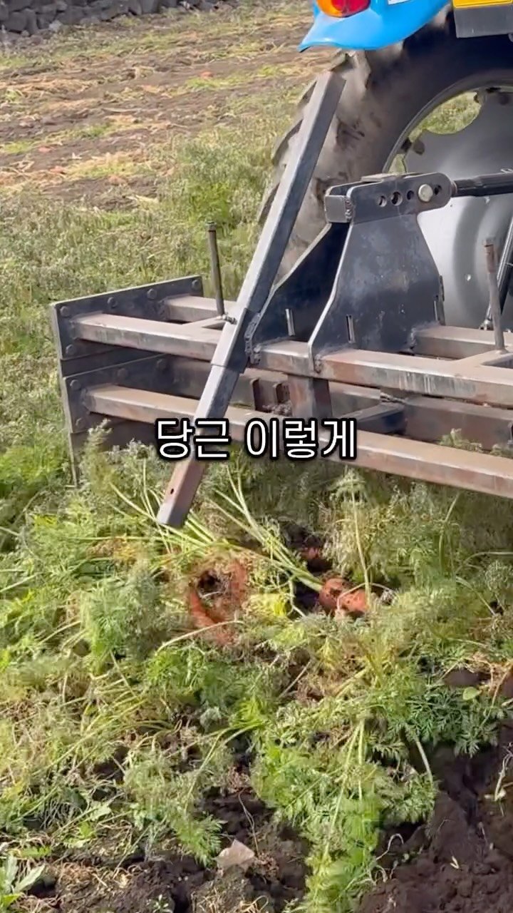 jeju_nonglog 게시물 이미지: 25살 당근 농부의 리얼 수확 방법 공개!
생각보다 안 뽑혀서 힘들지만
트랙터 한...
