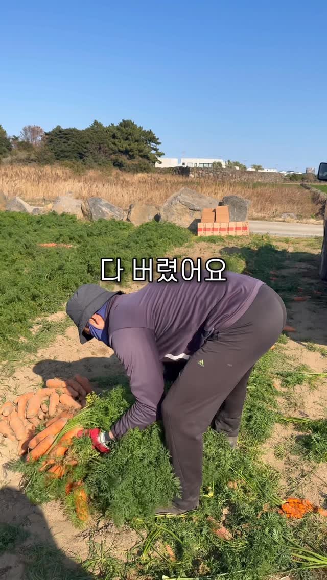 jeju_nonglog 게시물 이미지: 역대 최저가로 준비했습니다🥕

조금 더 일찍 올렸어야 했는데
망고 작업 때문에...