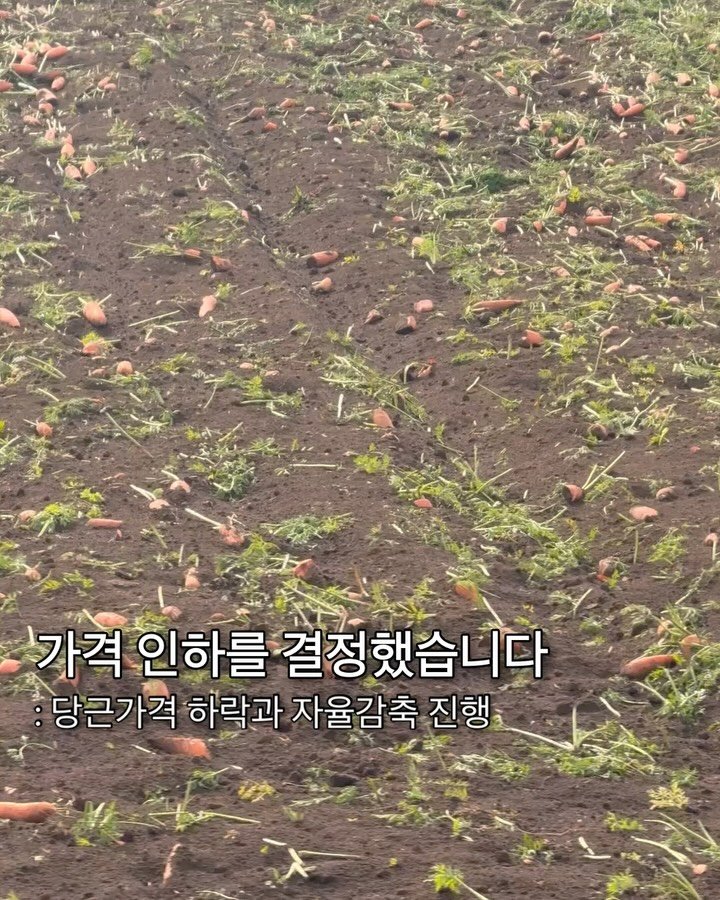 jeju_nonglog 게시물 이미지: 올해는 정말 많은 농가가 당근을 심었습니다.
그만큼 당근이 한꺼번에 쏟아졌고
시장...
