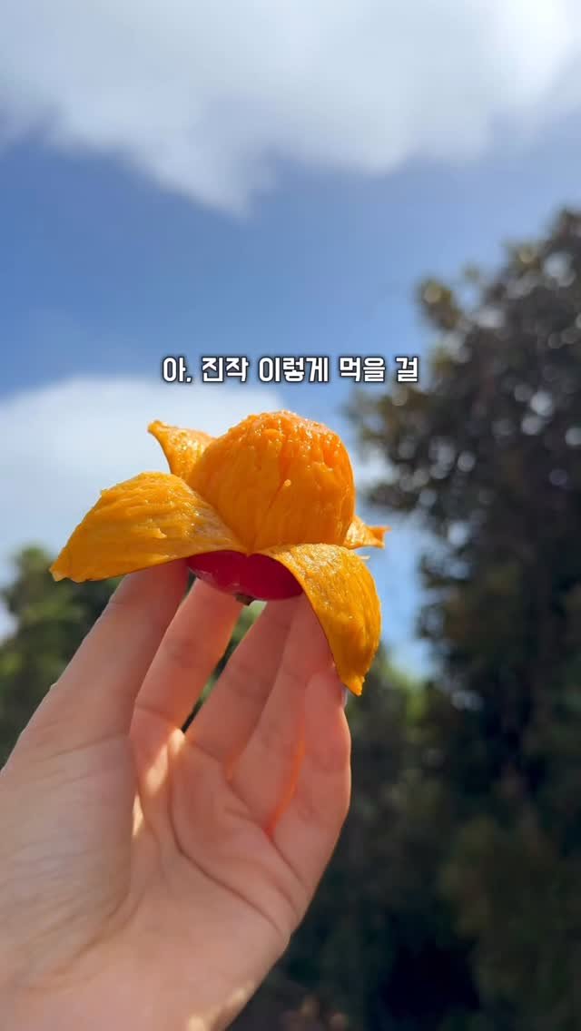 jeju_nonglog 게시물 이미지: 애플망고 아직도 칼로 잘라 드시나요? 🥭

후숙만 잘되면 바나나처럼 쭉~ 벗겨 먹을...