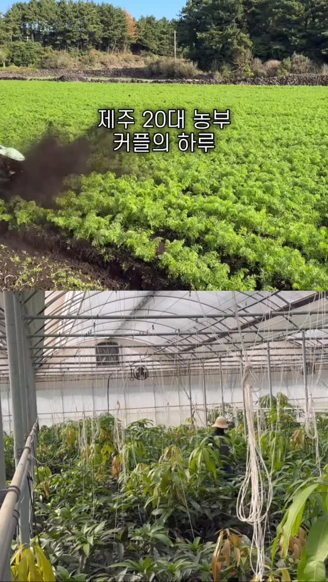 jeju_nonglog 게시물 이미지: 본 적 없는 농부의 하루🧑🏻‍🌾👩🏻‍🌾