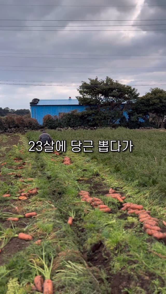 jeju_nonglog 게시물 이미지: 드디어 구좌 당근 시즌이 오고 있어요 :)
단 7일간 최저가 할인 하고...