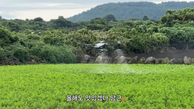 jeju_nonglog 게시물 이미지: 요즘 제주 동쪽에 비가 많이 내리네요
당근은 뿌리채소라 비가 너무 많으면 썩을 수...