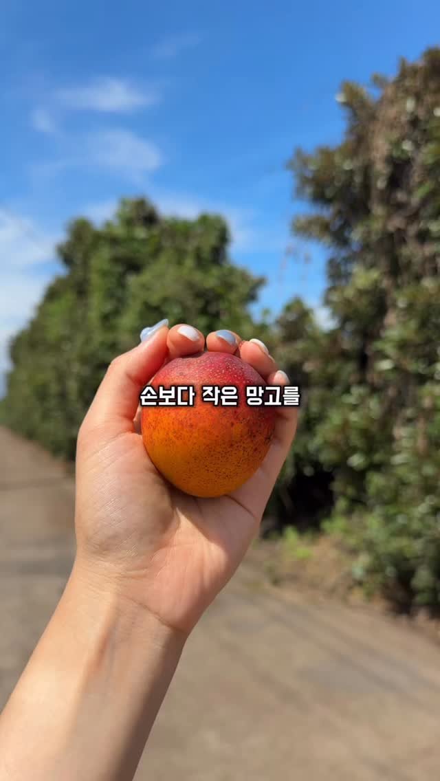 jeju_nonglog 게시물 이미지: 손보다 작은 미니 애플망고 들어보셨나요?

작은 크기지만 과육은 꽉 차 있고
씨앗은...