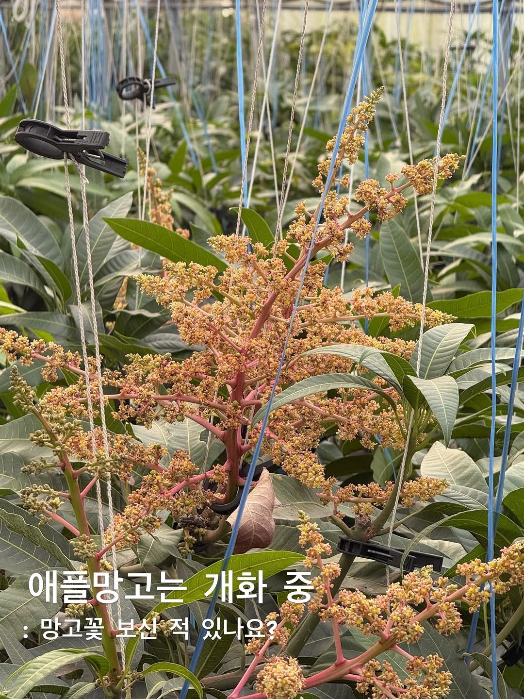 Photo by 농로그 | 제주 청년농부 on March 08, 2026. May be an image of amaranth and text that says '애플망고는 개화 애플망고는개화중 중 망고꽃 보산적 망고꽃보산적 적 있나요?'.
