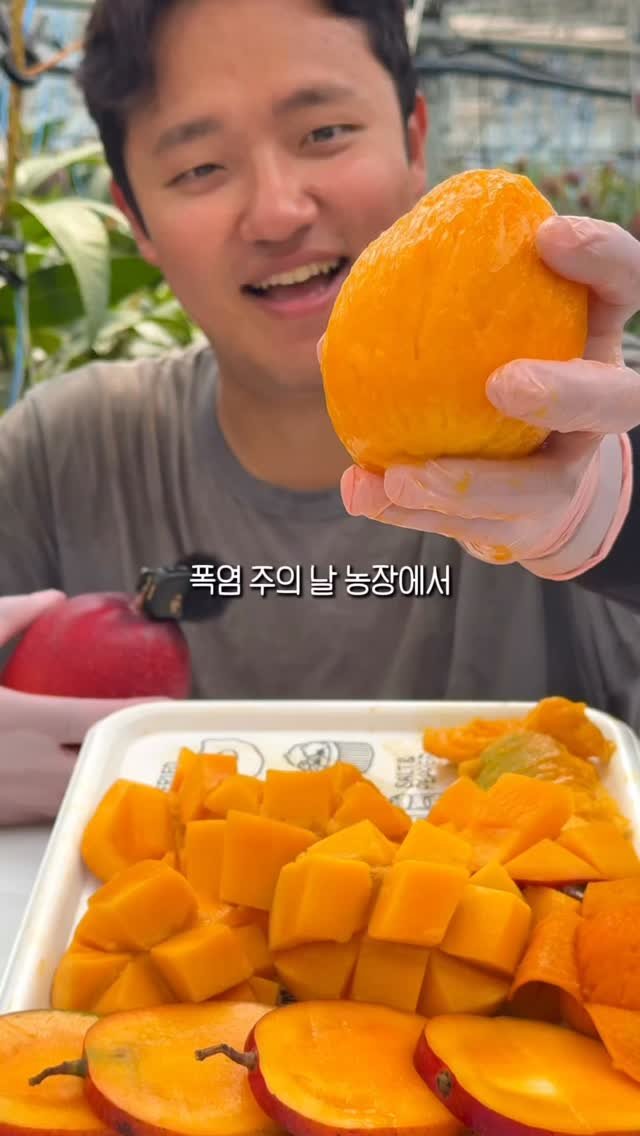 jeju_nonglog 게시물 이미지: 🥵 35도 하우스에서 땀 흘리며 애플망고 홍보 중! 🥭

완숙 망고는 정말 차원이...