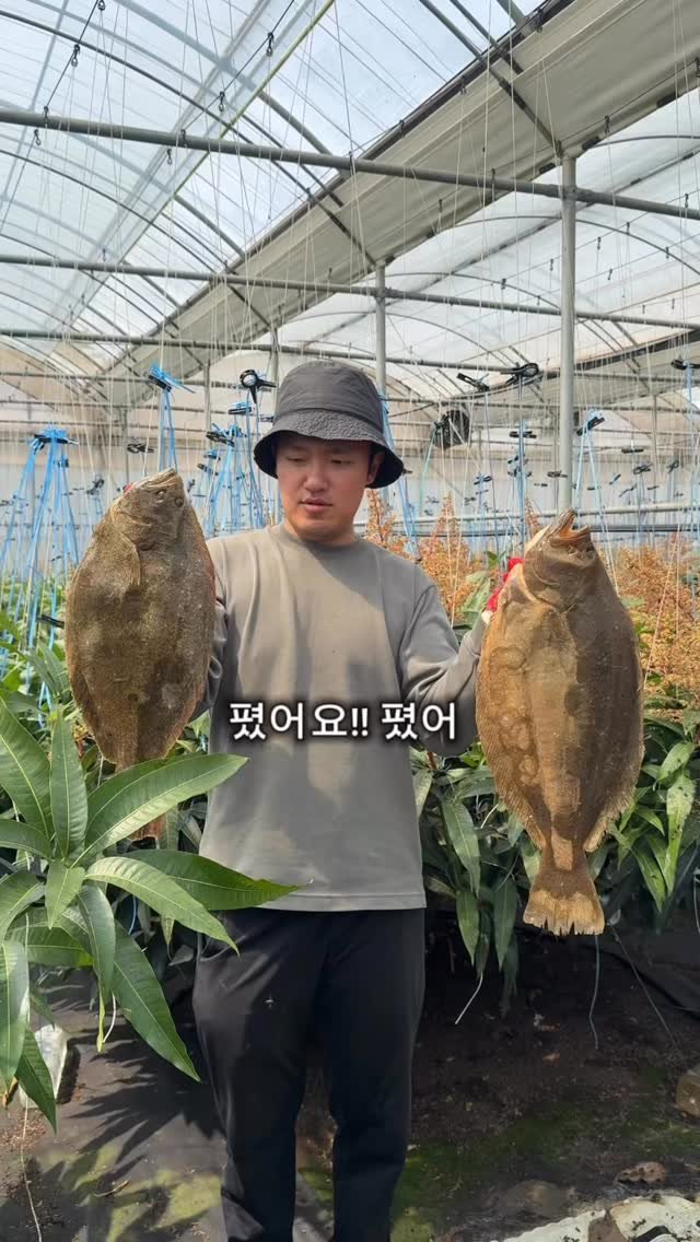 jeju_nonglog 게시물 이미지: 꽃이 피면 파리들이 열심히 일해 
애플망고가 만들어집니다.

자연 수분 과정 중...