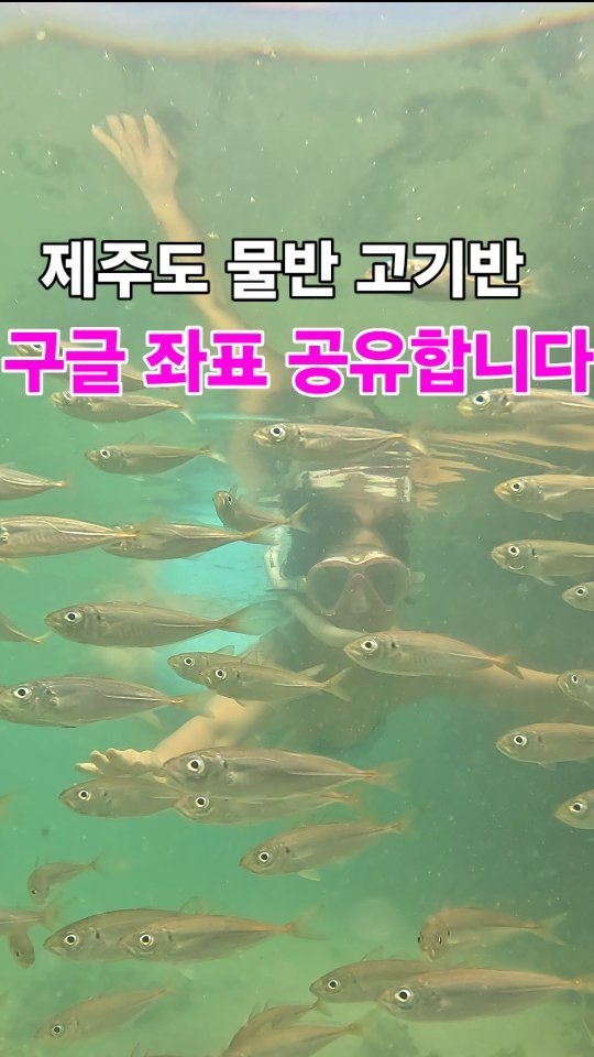 jeju_phototour 게시물 이미지: 아이들이 정신을 못차리는 물반, 고기반 바로 거깁니다.

아이들이 안전하게 물놀이...