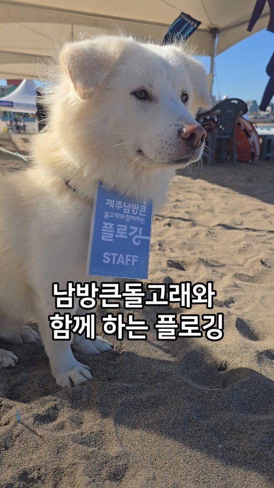 jeju_phototour 게시물 이미지: 남방큰돌고래와 함께하는 플로깅 행사가 오늘(지금 실시간) 제주시 이호테우해변에서...