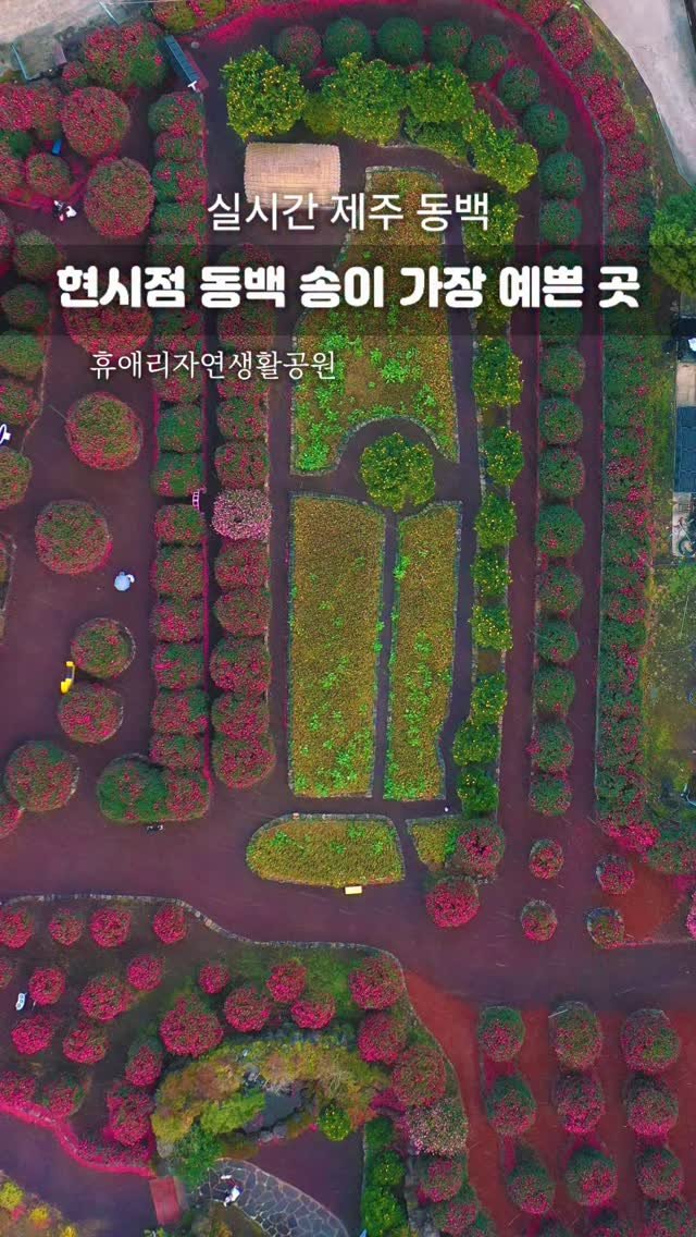 jeju_phototour 게시물 이미지: 실시간입니다. 지금 시점 동백송이 볼 수 있는 곳 

딸기 농장을 보는 듯한 동백...