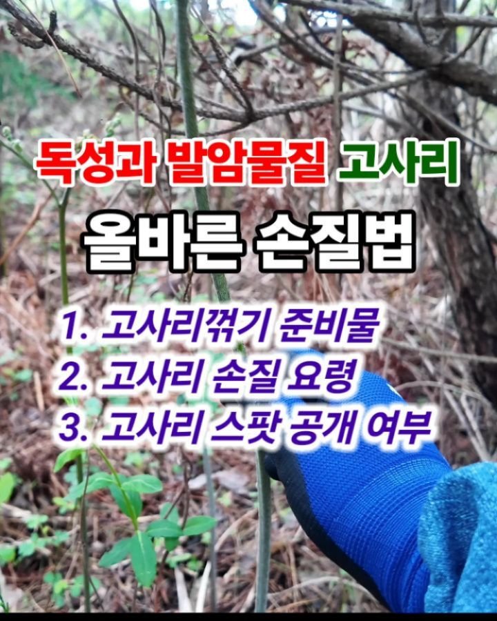 jeju_phototour 게시물 이미지: 고사리는 독성과 발암물질이 들어있는 산나물입니다. 

독성 제거 과정을 거치지 않고...