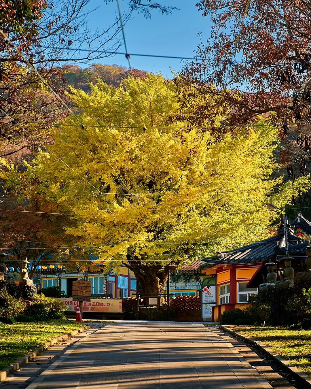 Photo by 제주도여기 | 제주도 대표 인스타그램 on November 15, 2025. May be an image of lamppost, curb and text.
