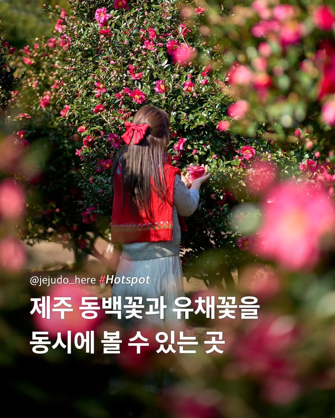 Photo shared by 제주도여기 | 제주도 대표 인스타그램 on December 15, 2025 tagging @jeju_hueree, and @hani_jeju. May be an image of rose and text that says '@jejudo_here#Hotspot @jejudo_here #Hotspot 제주 동백꽃과 유채꽃을 동시에 동시에볼수있는곳 볼 수 있는 곳'.