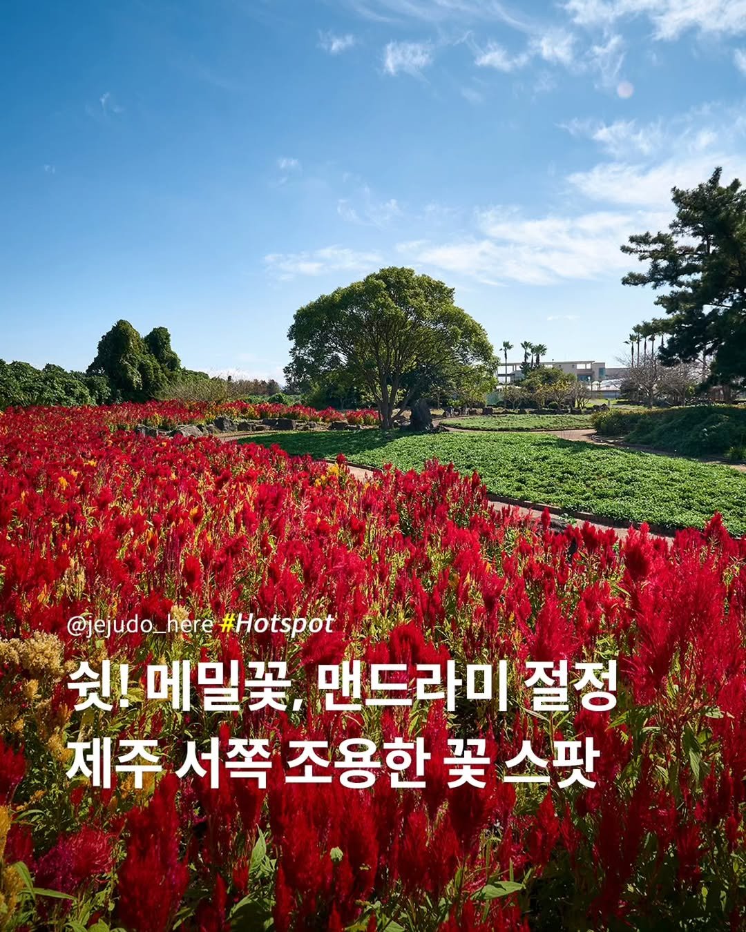 Photo by 제주도여기 | 제주도 대표 인스타그램 on October 22, 2025. May be an image of globe amaranth, amaranth and text that says '@jejudo @jejudo_here #Hotspot' 쉿! 메밀꽃, 맨드라미 절정 제주 서쪽 조용한 꽃 스팟'.