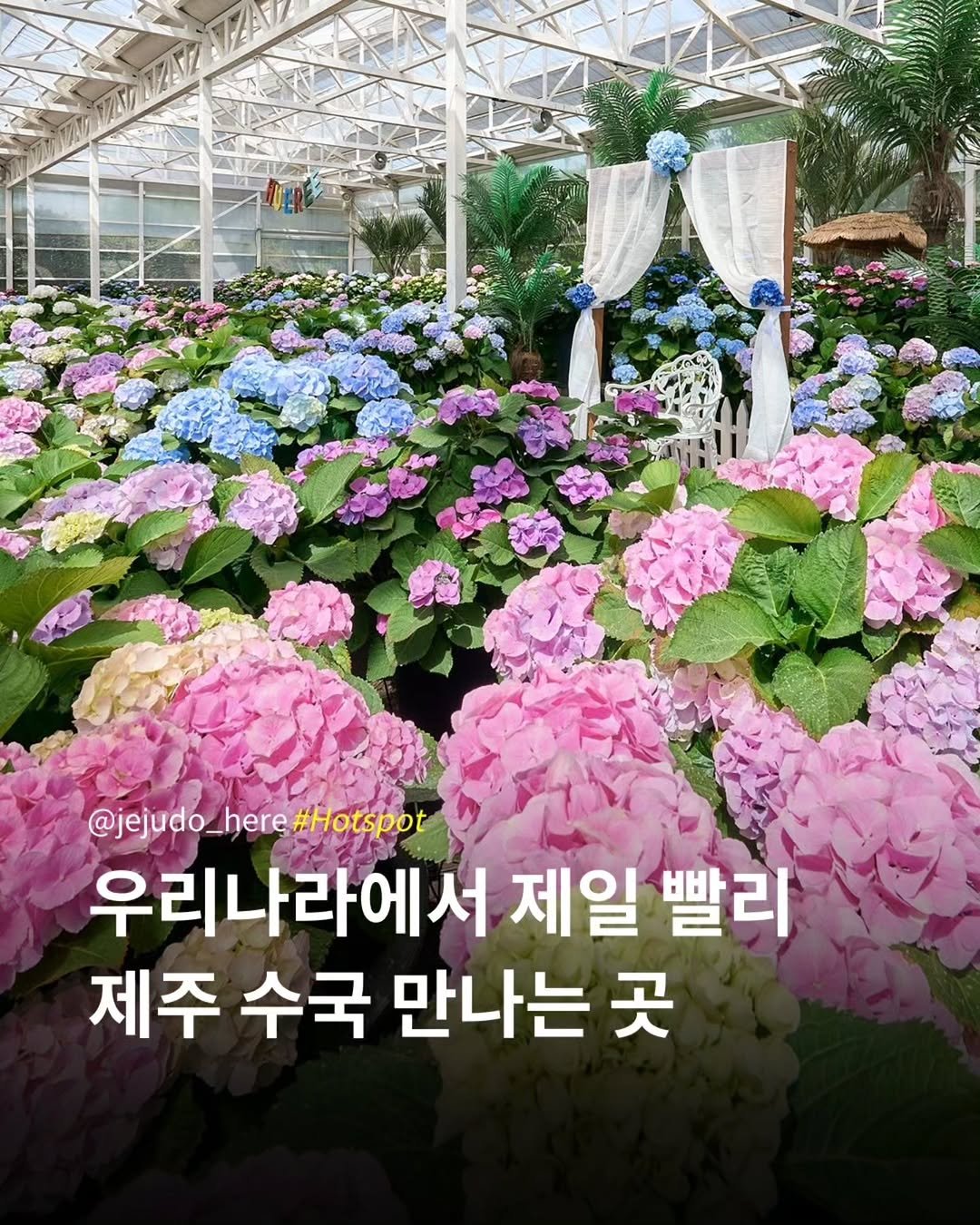 Photo by 제주도여기 | 제주도 대표 인스타그램 on April 23, 2026. May be an image of flower and text that says '@jejudo_here#Hotspot @jejud #Hotspot 우리나라에서 제일 빨리 제주 수국 만나는 곳'.
