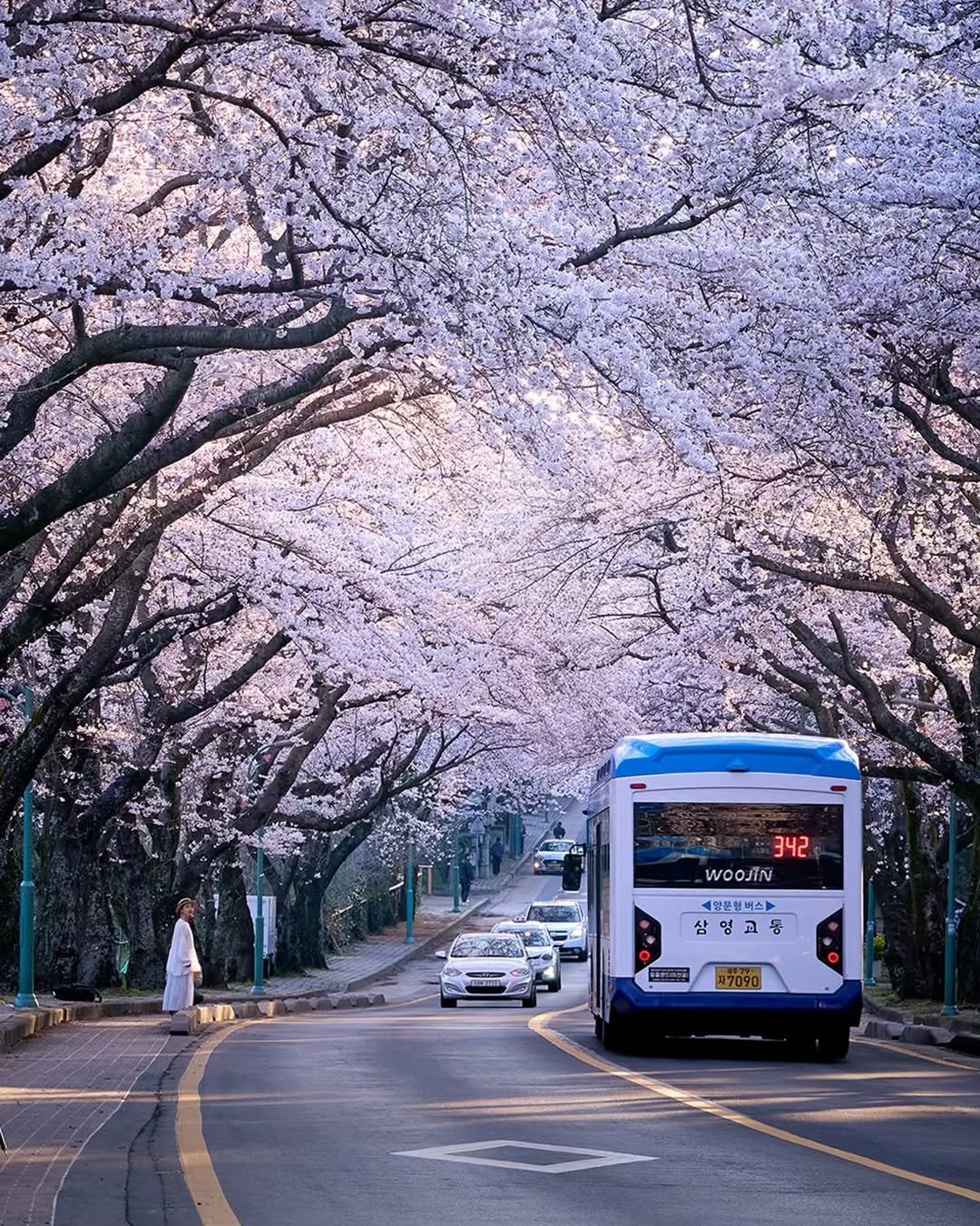 Photo by 제주도여기 | 제주도 대표 인스타그램 on April 01, 2026. May be an image of ‎bus, outdoors and ‎text that says '‎342 WOOJIN 2 일문헬버스> 영 삼영교등 ב 7090‎'‎‎.