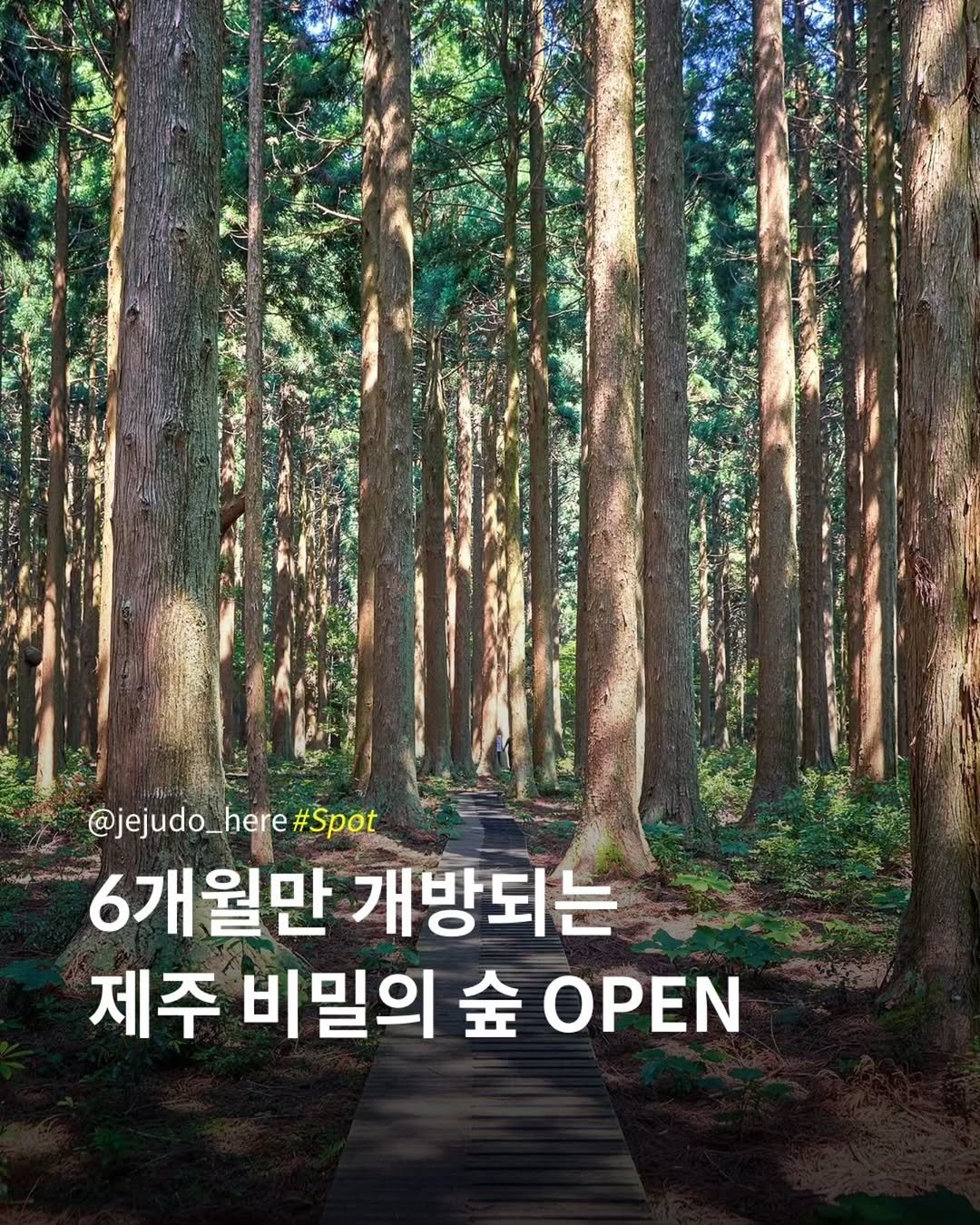 jejudo_here 게시물 이미지: 1년 중 딱 6개월만 개방되는 제주 비밀의 숲이 열립니다.🌿

한남사려니오름숲은...