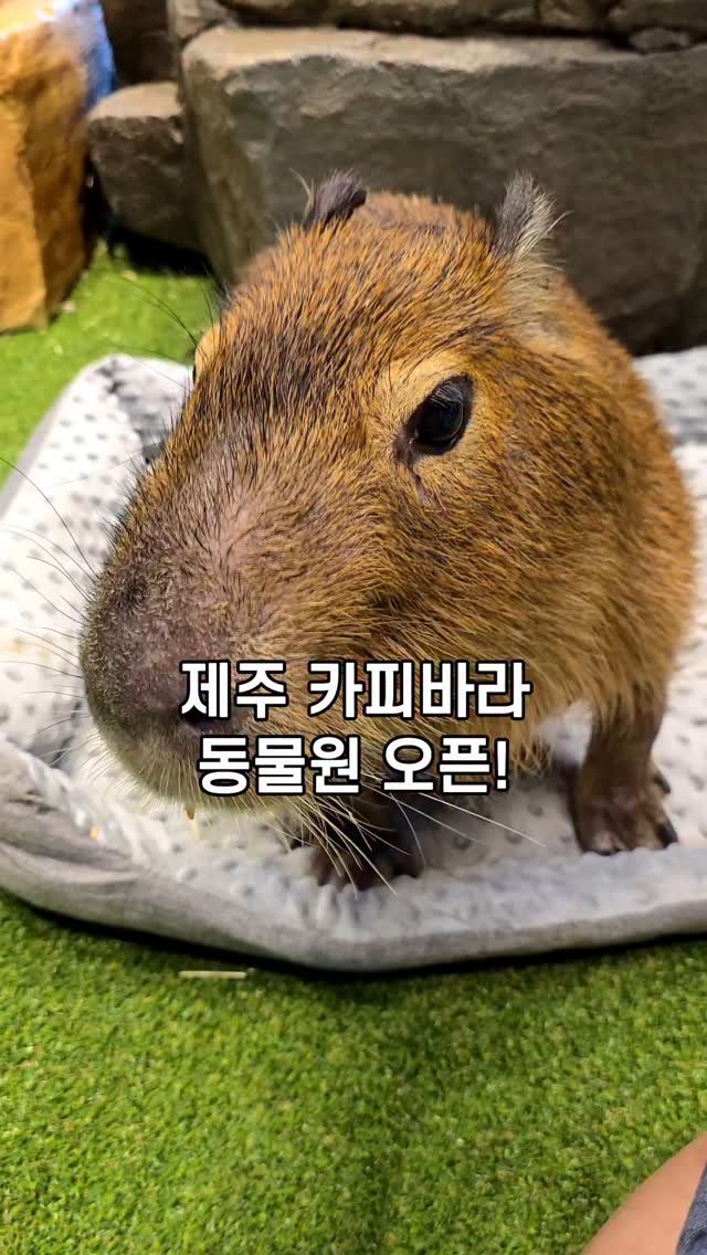 jejudo_here 게시물 이미지: 오늘 오픈한 제주동물원! 🐭
제주에 카피바라 동물원 생긴 거 아세요?

순둥이...