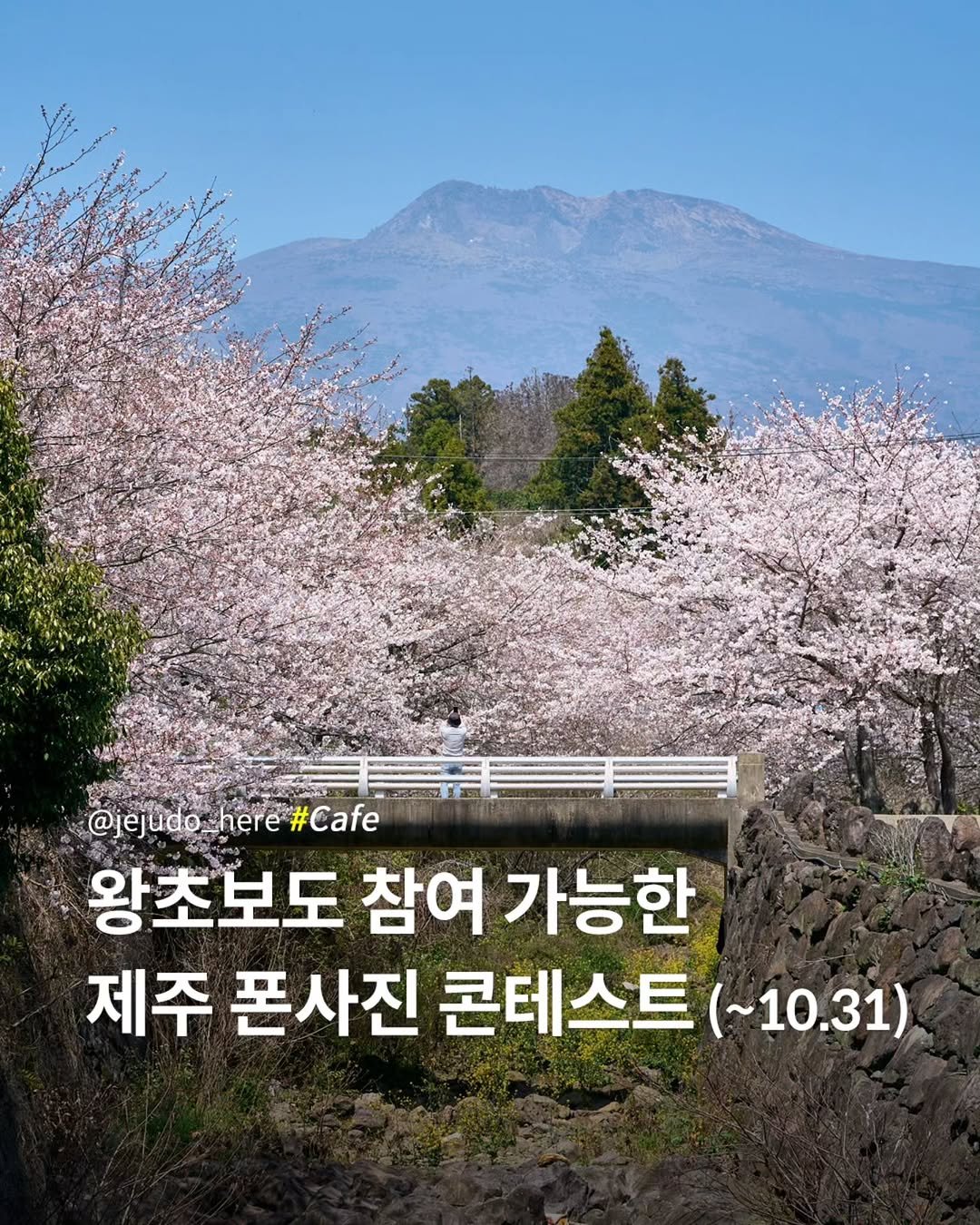 Photo by 제주도여기 | 제주도 대표 인스타그램 on October 26, 2025. May be an image of outdoors and text that says '@jejudo-here#Cafe here#Cafe #Cafe @jejudo._here 왕초보도 참여 가능한 제주 폰사진 콘테스트 (~10.31)'.