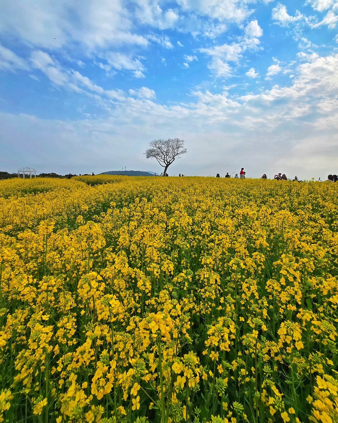 Photo by 제주도여기 | 제주도 대표 인스타그램 on March 29, 2026. May be an image of nature and text.
