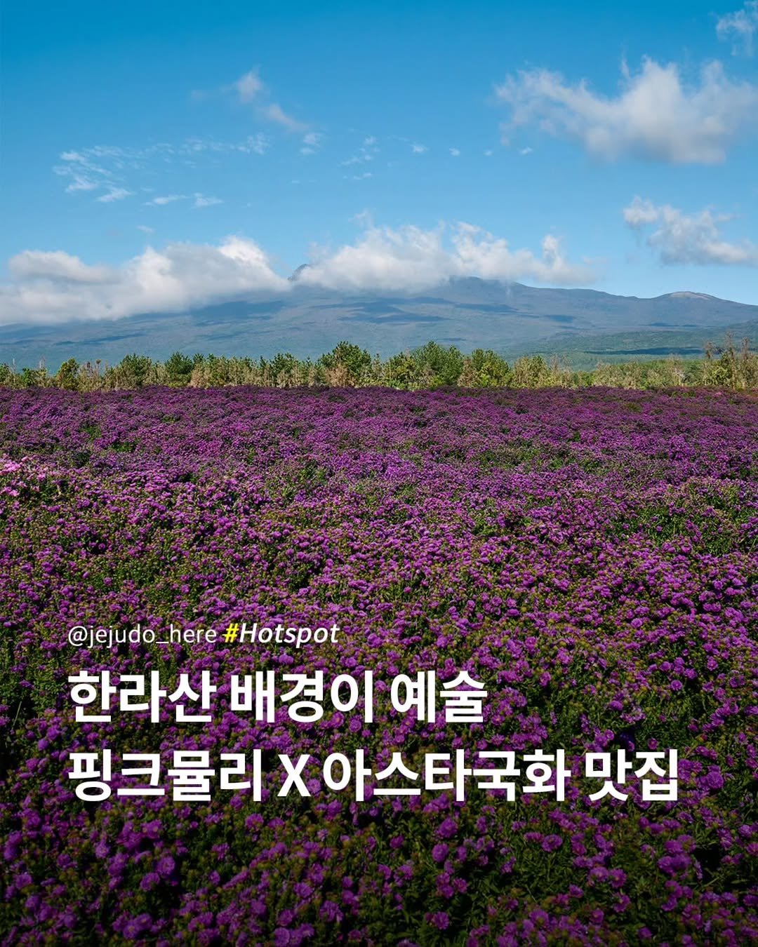 Photo by 제주도여기 | 제주도 대표 인스타그램 on October 20, 2025. May be an image of scorpion grass, globe amaranth and text that says '@jejudo_here #Hotspot 한라산 배경이 예술 핑크룰리X 핑크물리X아스타국회 X 아스타국화 맛집'.