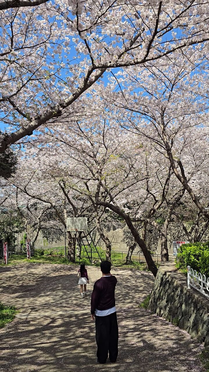 jejudo_here 게시물 이미지: 실시간 제주 🌸
도심 속에서 즐기는 분홍빛 여유,
바로 신산공원 벚꽃인데요.
지금...