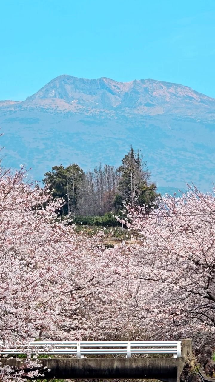 jejudo_here 게시물 이미지: 실시간 🌸🌿
지금 아무도 없는 벚꽃 히든 스팟

한라산 백록담을 배경으로
다리 위에...