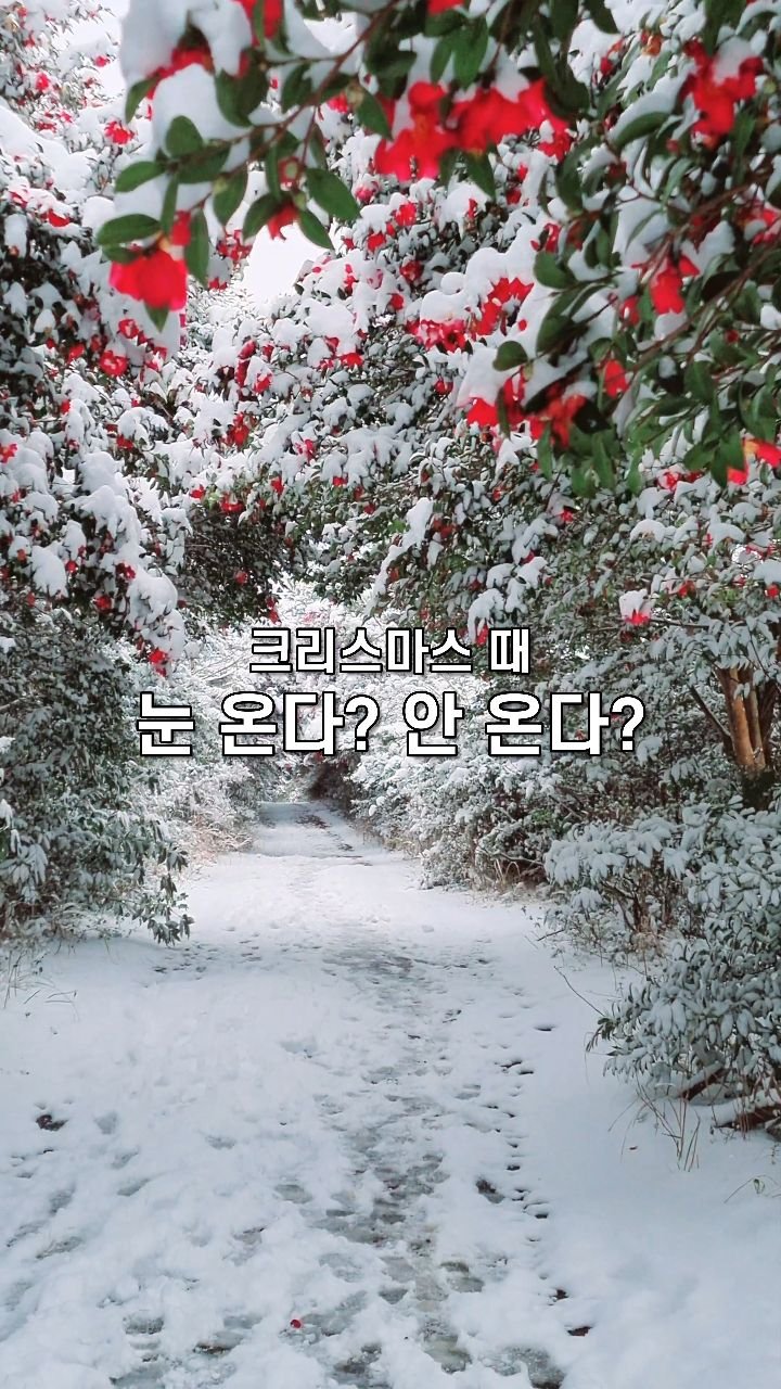 jejudo_here 게시물 이미지: 이번 크리스마스 때
눈이 올까요? 말까요? 🤔❄️

몇 년 전 눈이 내리던 어느...