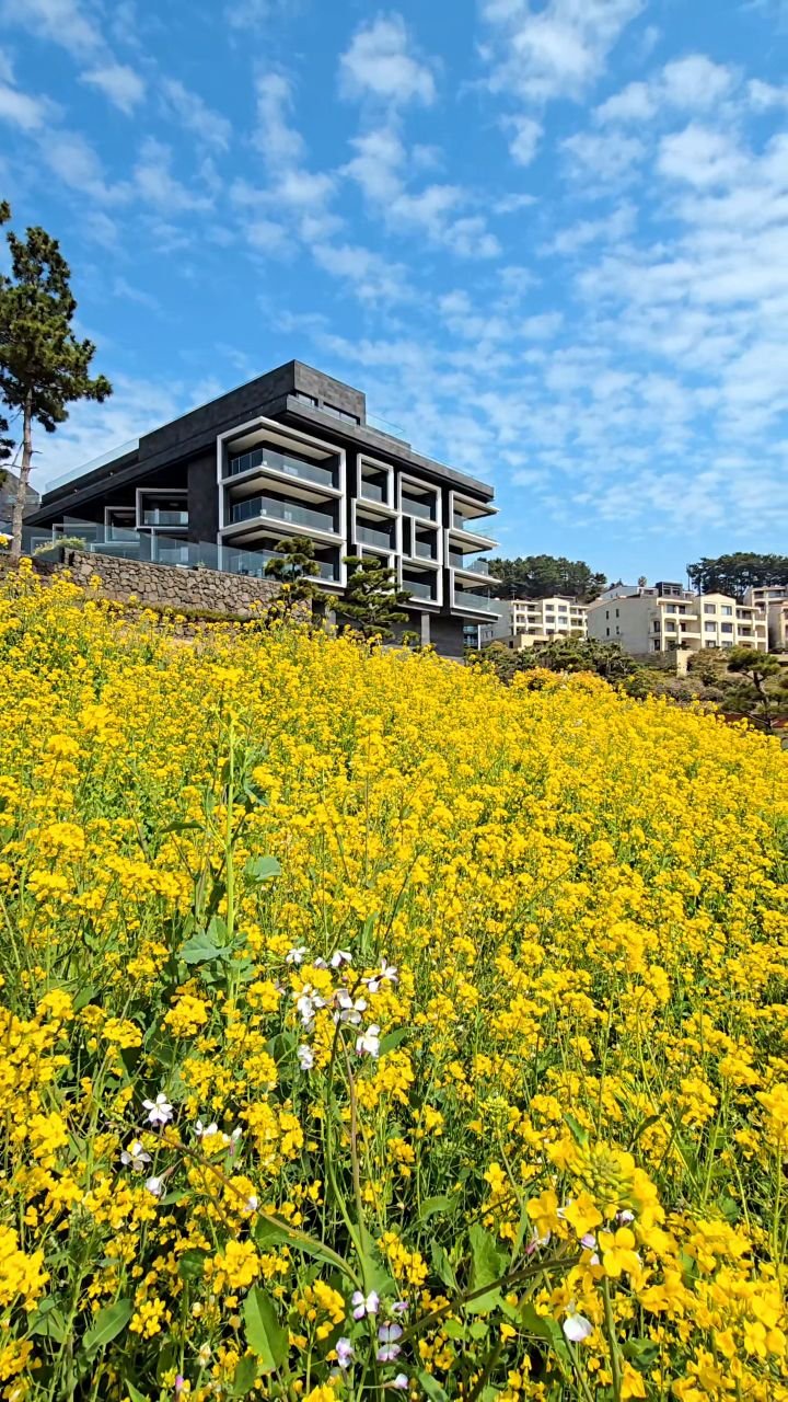 jejudo_here 게시물 이미지: 제주에서 보기 힘든
계단식 유채꽃을 만날 수 있는 곳 🌼

제주 올레 7코스를...