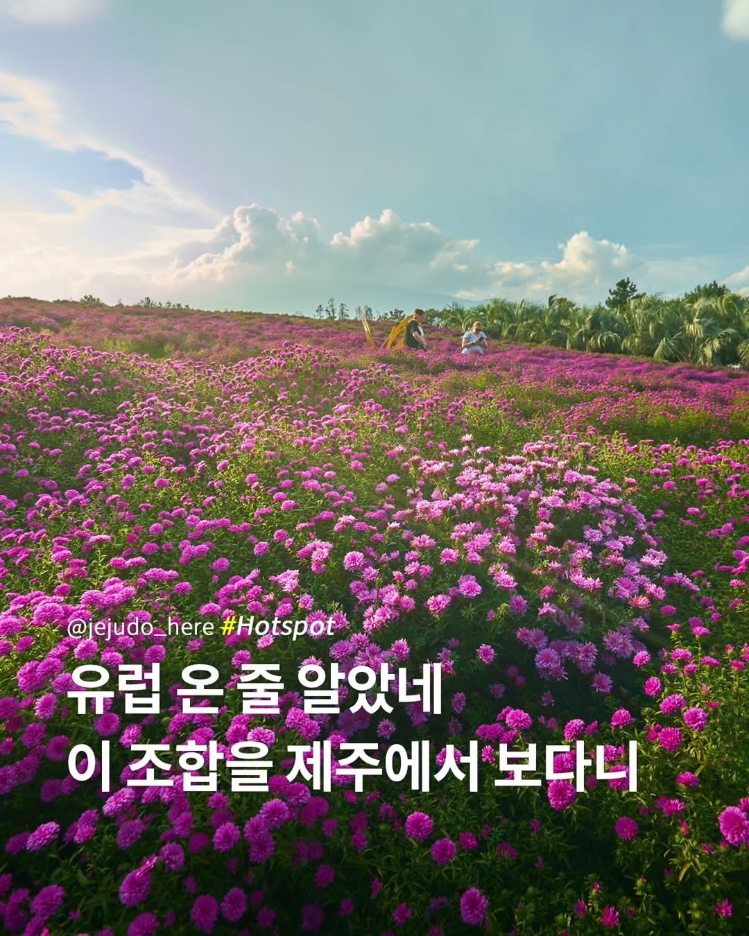 Photo by 제주도여기 | 제주도 대표 인스타그램 on September 28, 2025. May be an image of 2 people, globe amaranth, outdoors and text that says '@jejudo_here @jeju here #Hotspot* 유럽 온 유럽온줄알았네 줄 알았네 이 조합을 제주에서 보다니'.