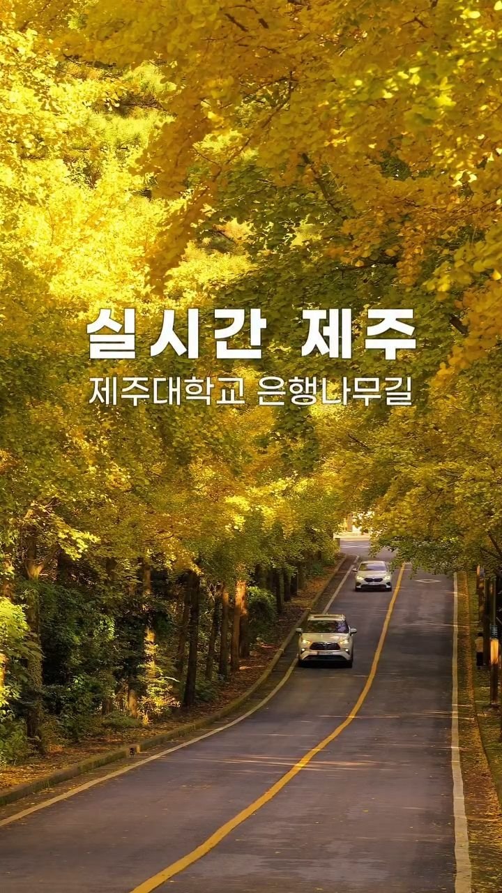 jejudo_here 게시물 이미지: #실시간제주 🍁
노랗게 물들기 시작한
제주대학교 은행나무길 😃

길 양쪽 끝은 벌써...