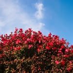 camelia.forest 프로필 사진