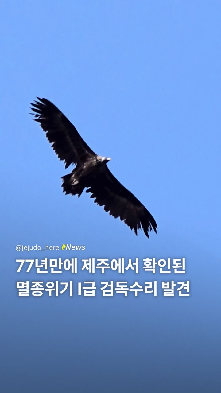 jejudo_here 게시물 이미지: 🦅 77년만에 제주로 돌아온
검독수리를 따라비오름에서 발견했어요!

지금...