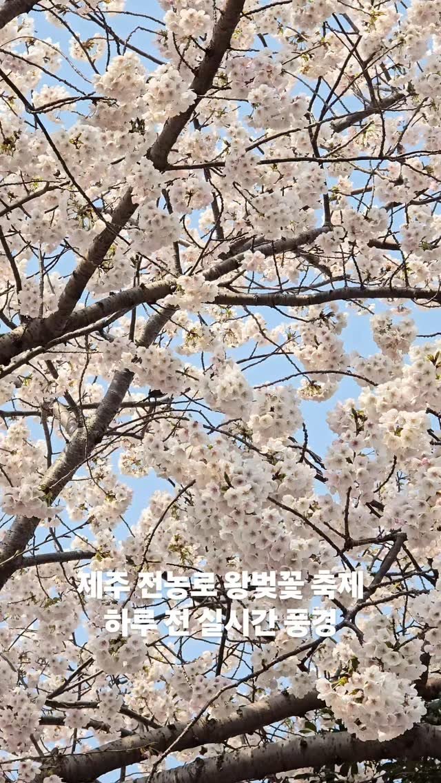 jejudo_here 게시물 이미지: 실시간 제주 🌸
내일부터 제주 전농로에
왕벚꽃 축제가 열린다고 해서
하루 일찍...