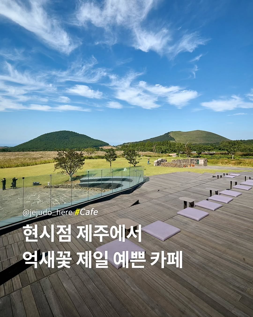 Photo by 제주도여기 | 제주도 대표 인스타그램 on October 20, 2025. May be an image of outdoors and text that says '@jejudo_here @jejudo_here#Cafe here#Cafe here #Cafe 현시점 제주에저 억새꽃 제일 예쁜 카페'.