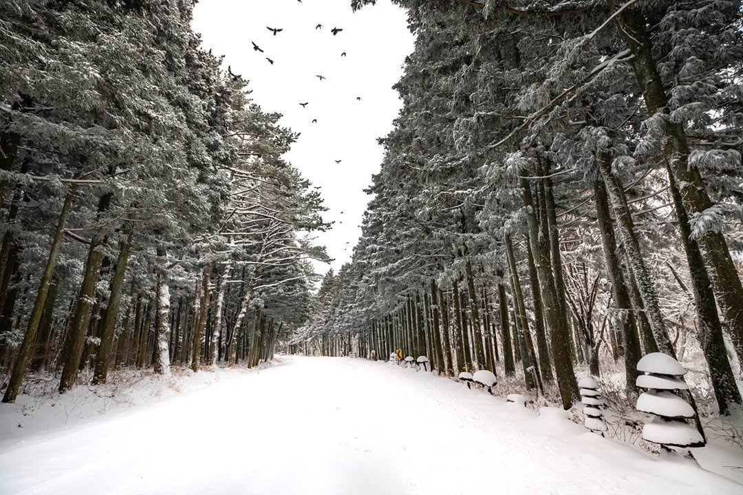 Photo by 제주도여기 | 제주도 대표 인스타그램 on January 21, 2026. May be an image of ski slope, tree, fog, road, snow and text.
